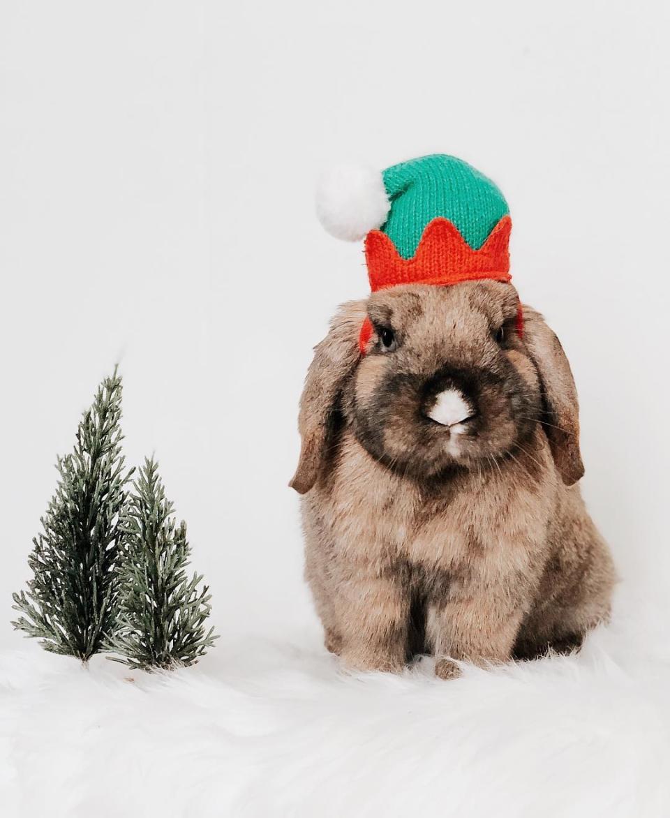 Mascotas con espíritu navideño