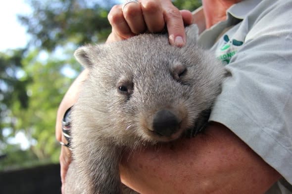 Orphaned baby wombat joins zookeeper on daily rounds