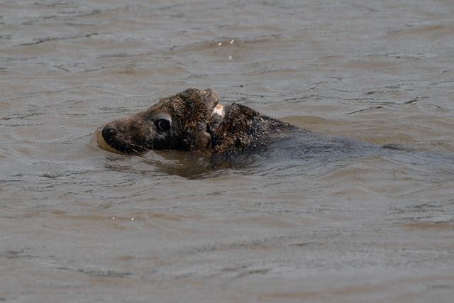 Seal rescued