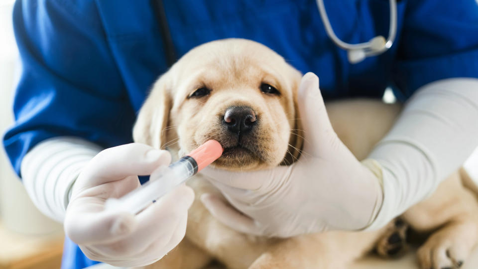 Puppy at vet