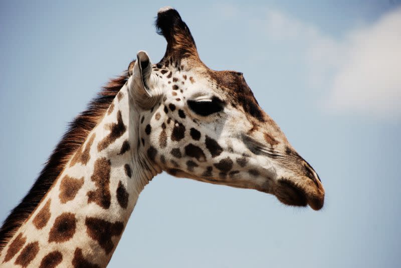 Giraffe