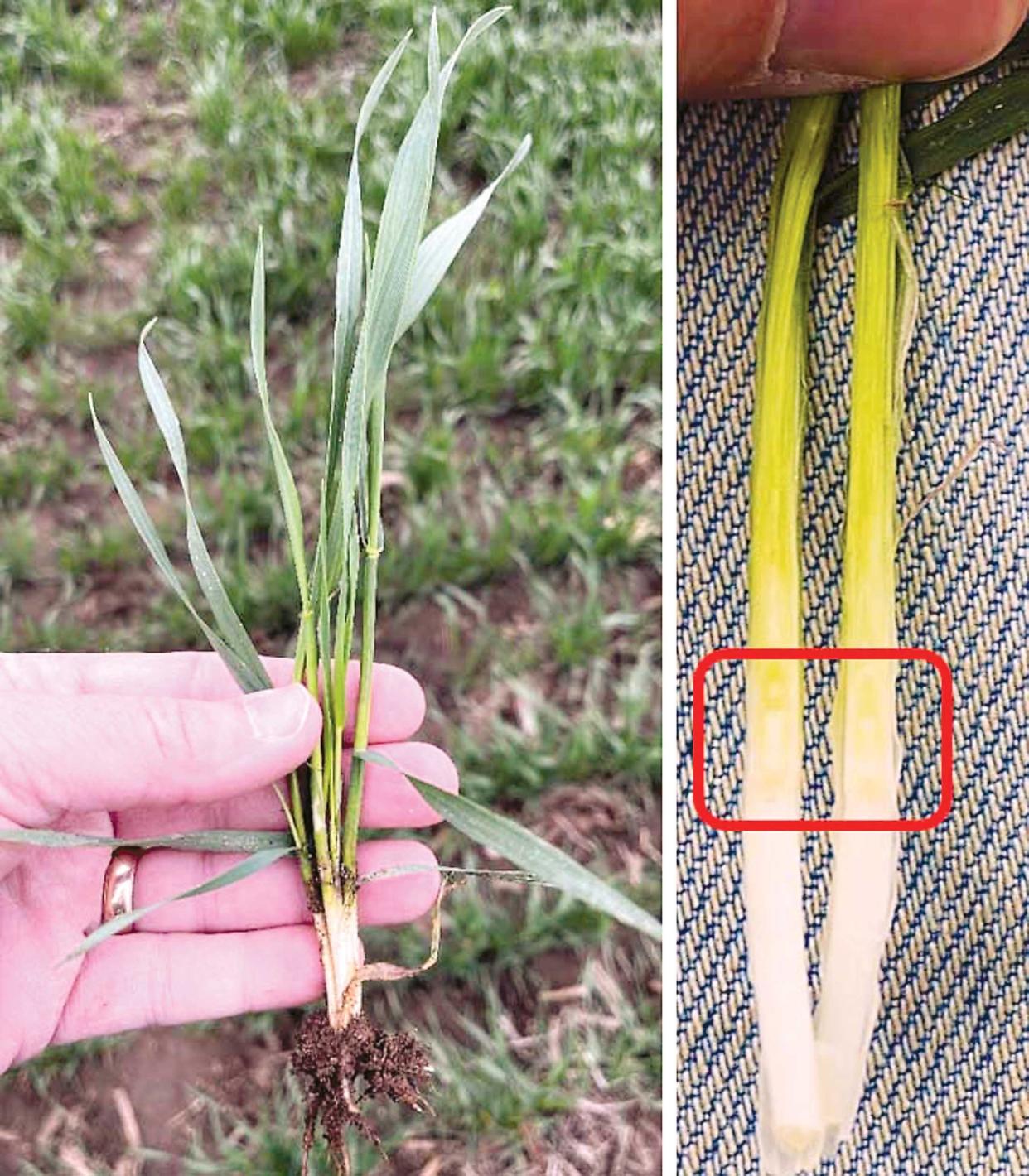 Wheat with several tillers in St. Joseph County (left). Splitting the main stem (right) shows the primordial head just above the soil surface with no visible node, indicating this wheat is still at Feekes scale 5, with Feekes 6 (jointing) just around the corner.