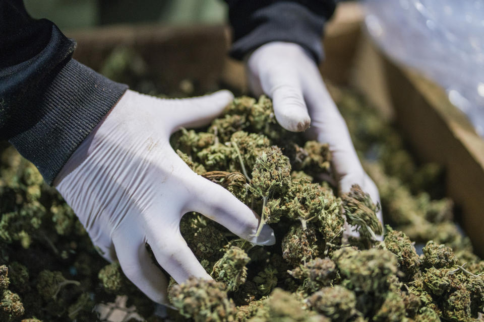 HEXO is set to acquire Zenabis in a $235 million all-stock deal. (AP Foto/Matilde Campodonico)