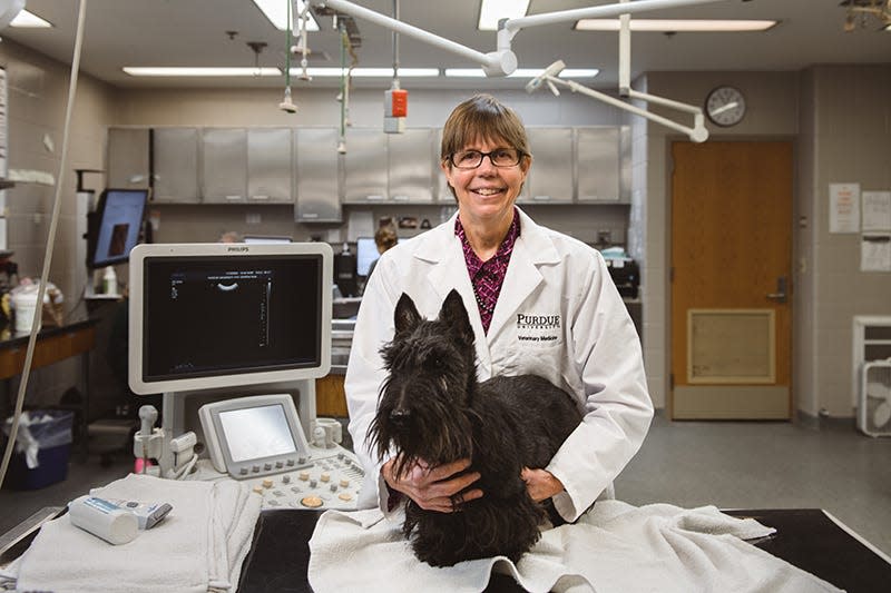 Deborah Knapp studies cancer in Scottish terriers to help advance the science of detecting and treating early cancer in both humans and dogs.