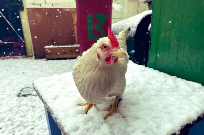 Suzie playing in the snow last Christmas