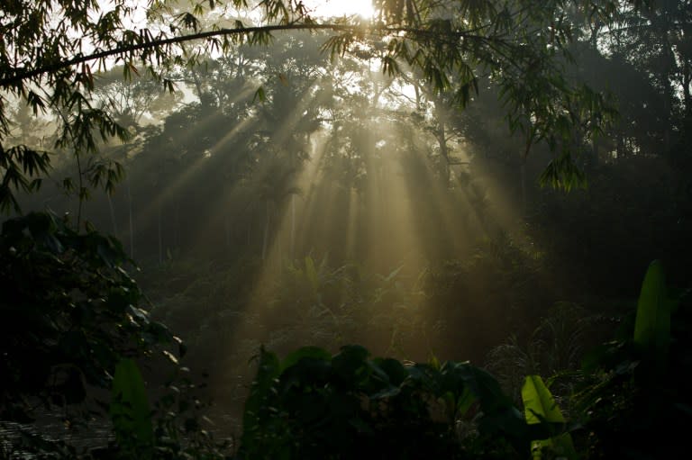 Among the points of law that the group posed was whether the alleged practice of the Iban to preserve an area of jungle or forest as ‘pulau’. — AFP pic