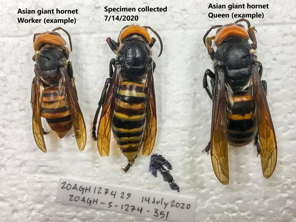 Specimens of the same species of giant hornet which was first seen in northwest USA in late 2019: Washington State Department of Agriculture