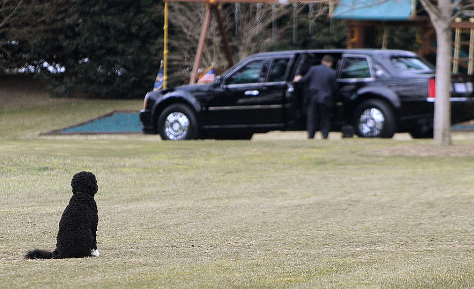 Obama Family Dog