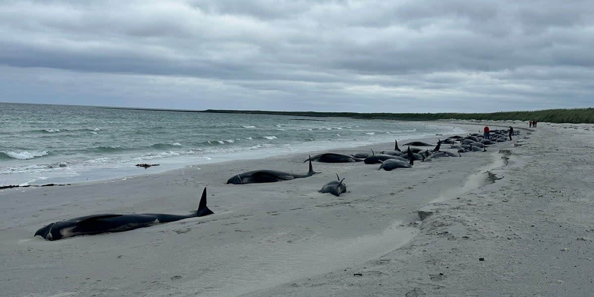 The pod of 77 whales washed ashore in a beach on the isle of Sanday (British Divers Marine Life Rescue)