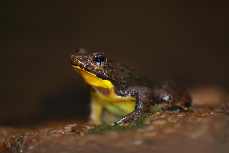 紅腹尖叫蛙（Arthroleptis hematogaster）。（圖／wiki）