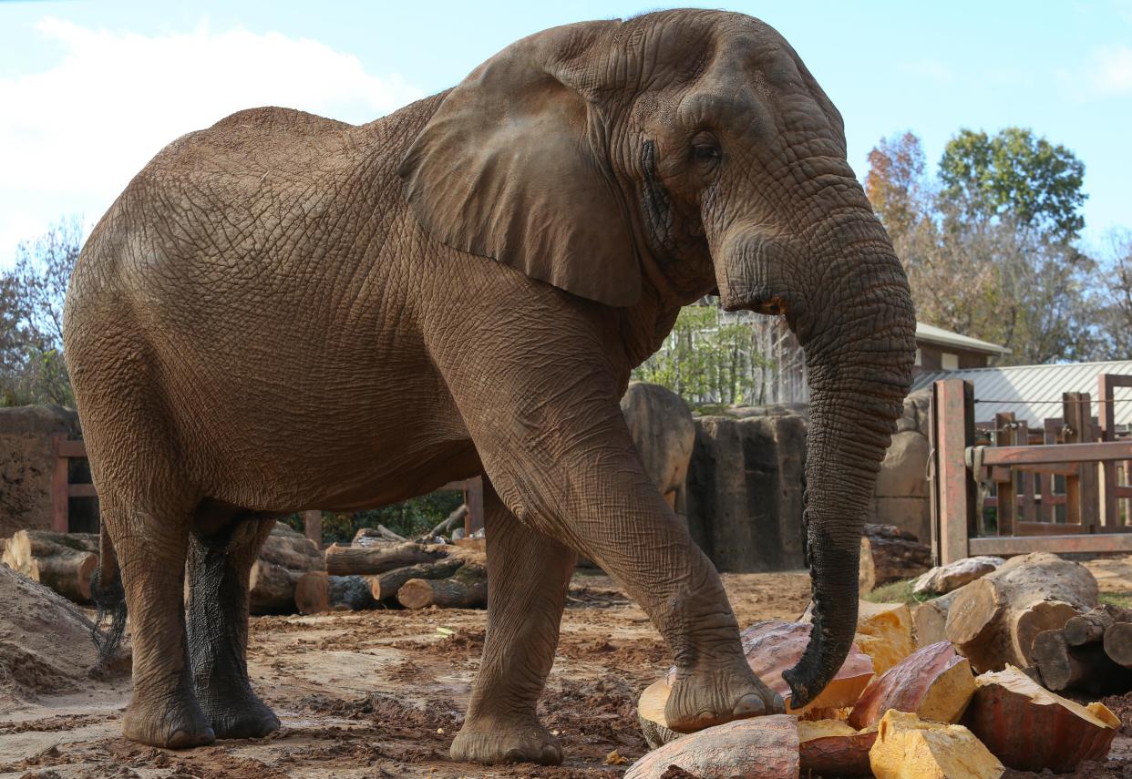 Elephant Tonka receives a giant 1,350 pound pumpkin donated to Zoo Knoxville by Bruce Terry Thursday, Nov. 9, 2017.