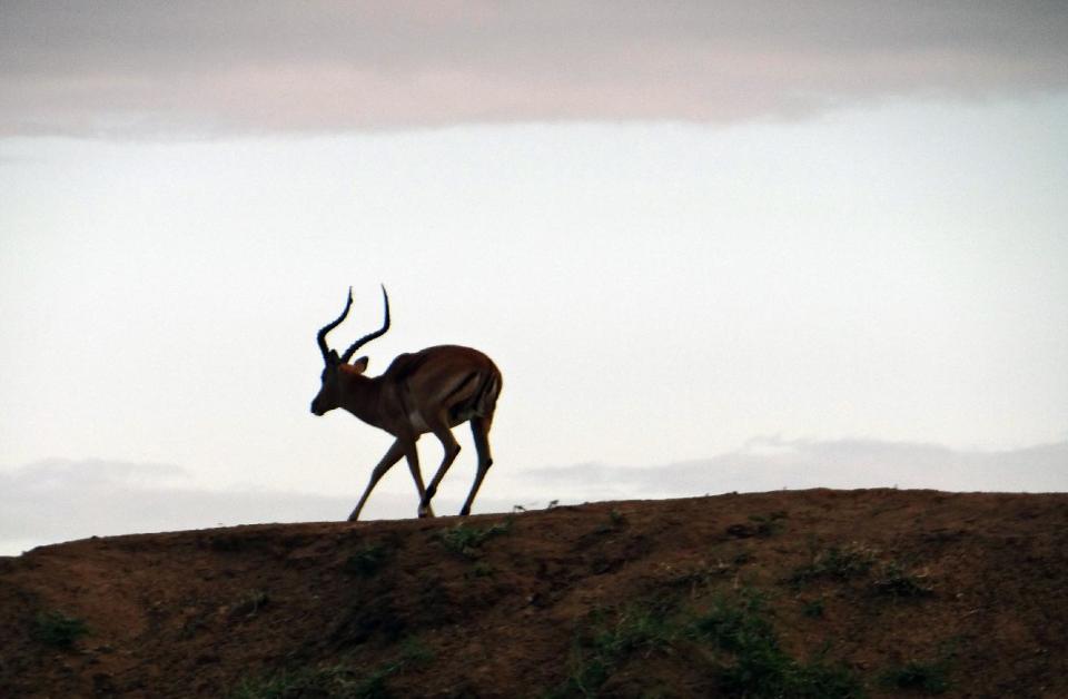 This April 2012 photo shows an impala scampering over a hill in the Phinda Private Game Reserve, near the town of Hluhluwe, in Kwazulu-Natal province, South Africa. Phinda’s luxury lodges are spread over 56,000 acres and seven habitats, from the savanna to the unique sand forest. Rangers take visitors on drives to observe the Big Five (Cape buffalo, elephant, leopard, lion and rhino) and other animals roaming freely in protected open spaces. (AP Photo/Matthew Craft)