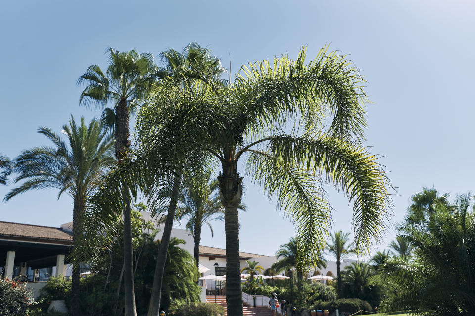 Palmen in einem Garten