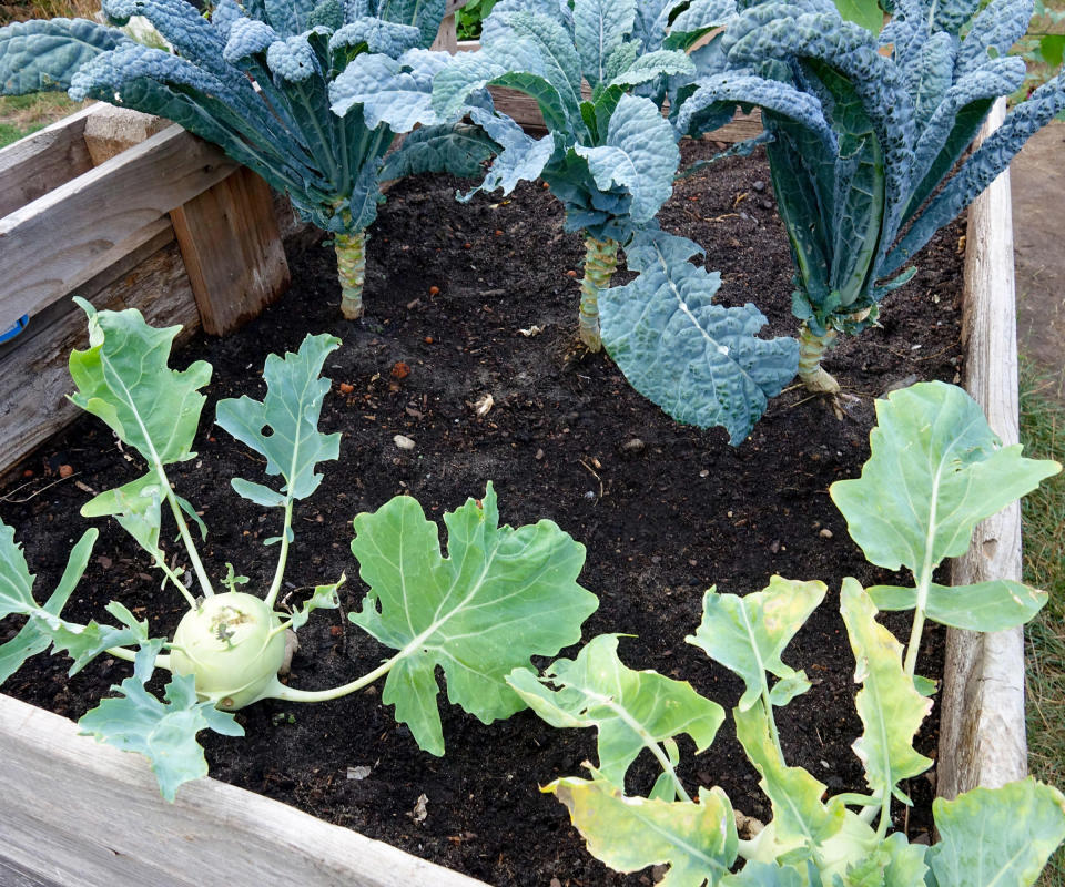 kohlrabi plants growing in a raised bed with kale