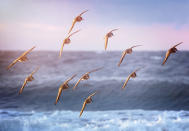 Beautiful soft pastel colors at sunrise with Dunlin flying in against the waves at Jones Beach, Long Island in Winter.