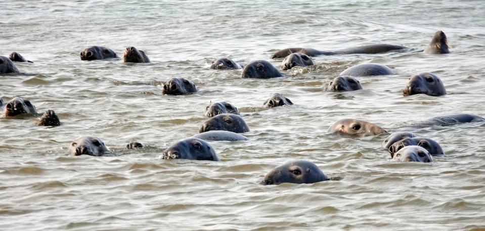 Seals huddle together between High Head Beach and a sand bar at high tide in North Truro, in 2021.