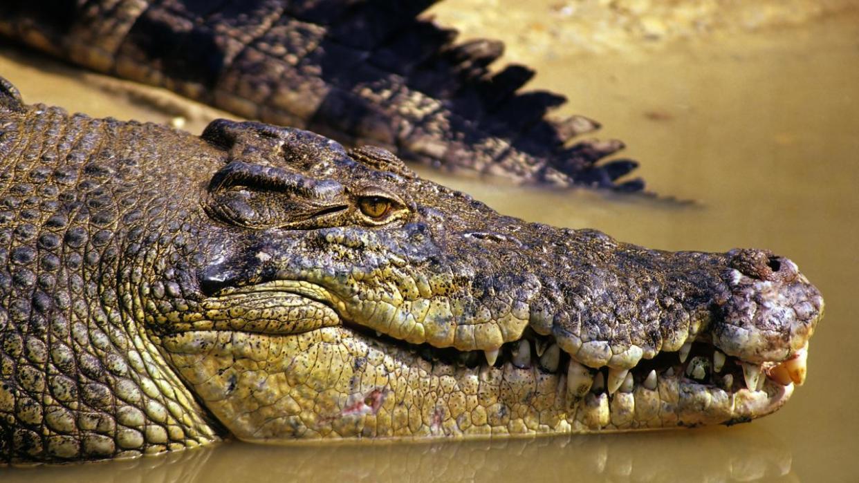 The boy was attacked by a crocodile. Picture: NCA NewsWire/Tertius Pickard