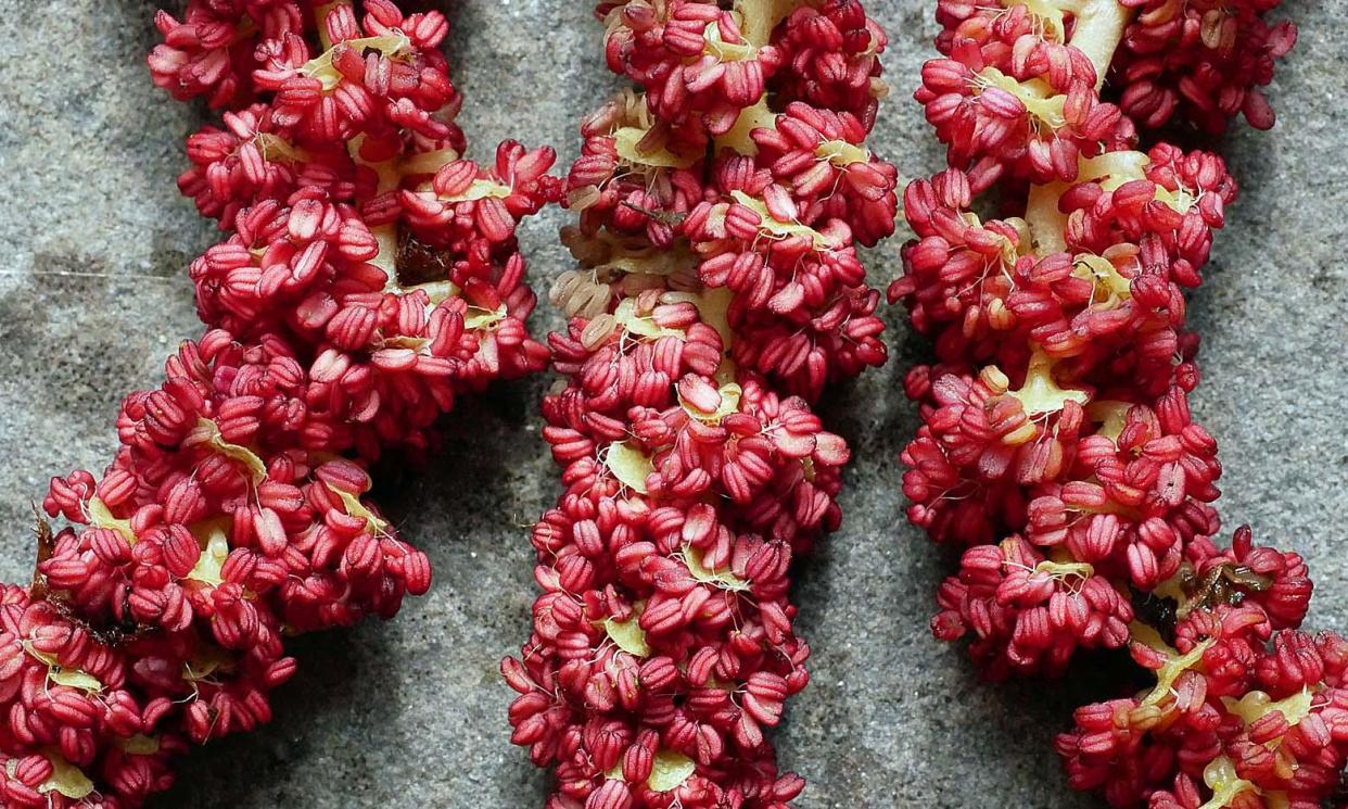 <span>‘Unexploded pollen bombs’ … Lombardy poplar catkins comprising hundreds of stamens loaded with pollen.</span><span>Photograph: Phil Gates</span>