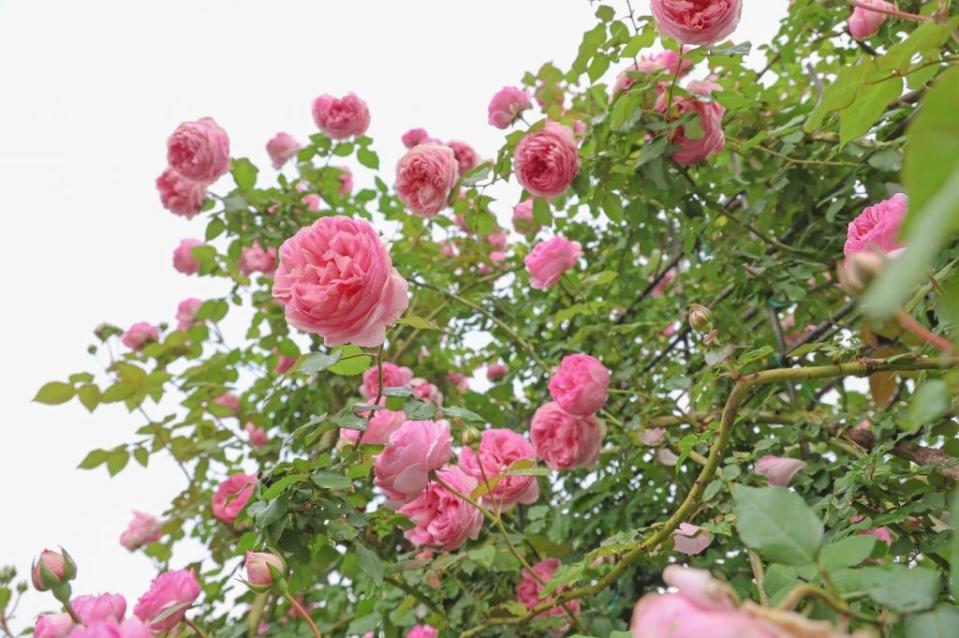 台北玫瑰展三月一日起浪漫登場，園中八百種珍貴玫瑰爭艷。（台北市公園處提供）