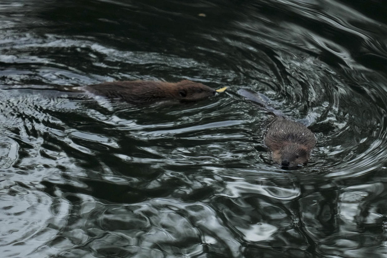 Two beavers swim in Napa Creek, Wednesday, July 19, 2023, in Napa, Calif. (AP Photo/Godofredo A. Vásquez)