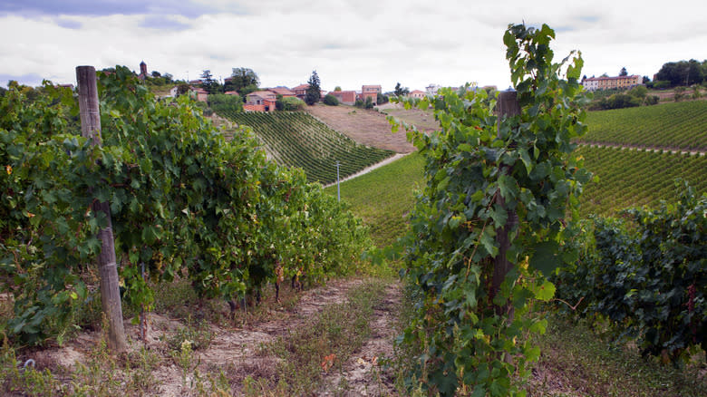 timorasso vineyards in Piedmont