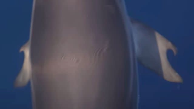 <p>Alexandros Frantzis/Pelagos Cetacean Research Institute</p> Close-up photos of the thumb-like flippers documented on a striped dolphin by the Pelagos Cetacean Research Institute