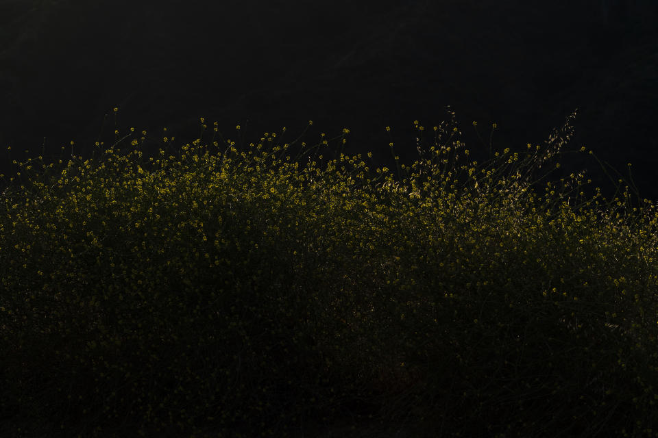 Wild mustard flowers are lit by the setting sun in Griffith Park in Los Angeles, Thursday, June 8, 2023. Mustard was among the most prominent of wild flowering plants that seemingly popped up everywhere in California this spring. As temperatures warm it is starting to die, making it tinder for wildfires in a state that has been ravaged by blazes. Its stalks can act as fire ladders, causing flames to climb. (AP Photo/Jae C. Hong)