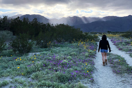 A woman walks through the "superbloom" in Borrego Springs, California, U.S., on March 7, 2019. REUTERS/Dan Whitcomb