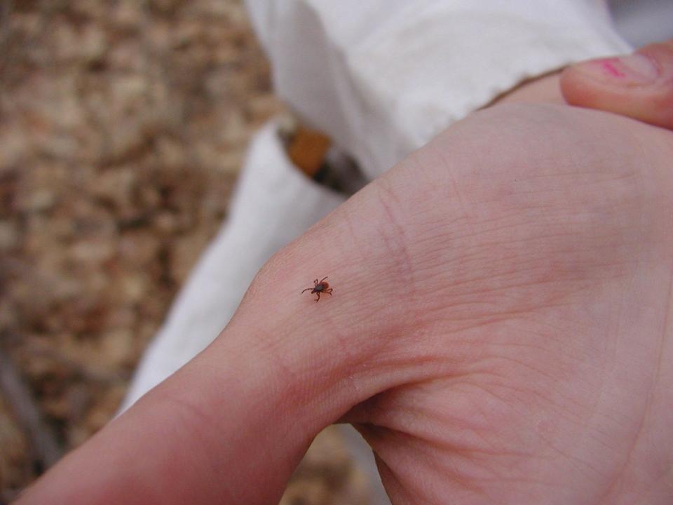 A blacklegged, or deer, tick.