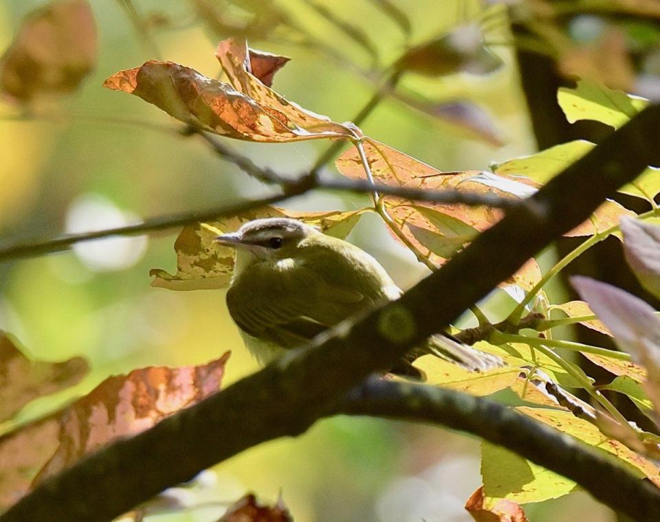 A vireo spotted near columnist Rick Marsi's home recently.