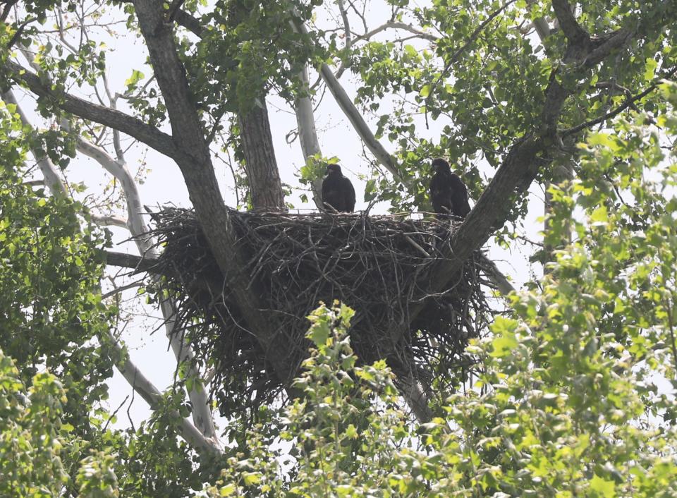 Two American Bald eaglets stand on their nest in Belvedere preparing for the time that they will fly.  This and another nest would be in their flight range of a proposed wind turbine site.