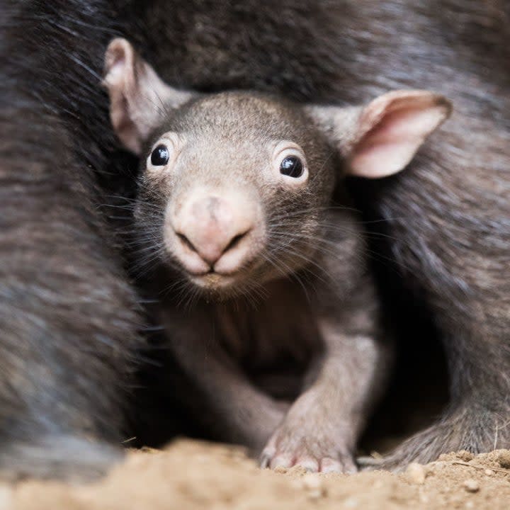 Baby wombat