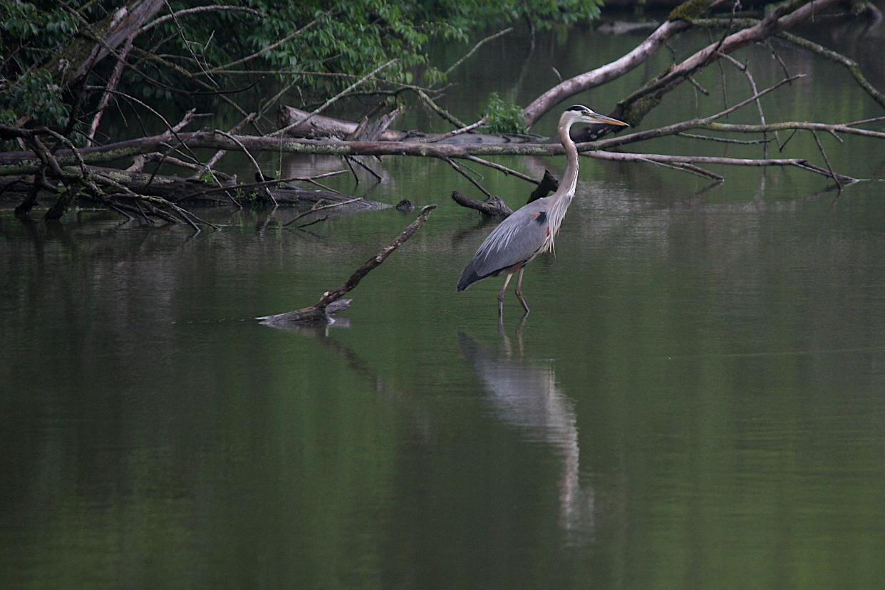 A great blue heron waits patiently for a fish Tuesday afternoon at Cobey Park in Galion.