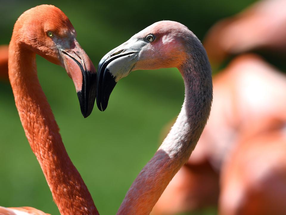 flamingo heart