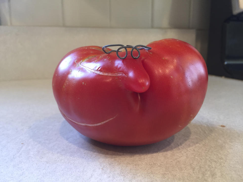 This Aug. 7, 2020, image provided by Bill Alberigo shows a tomato with a "nose," enhanced comically with a pair of "glasses" made from wire, in Garden City Park, NY. The mutation occurs when tomato cells divide abnormally, typically due to hot weather, resulting in an extra segment that develops outside the fruit. (Bill Alberigo via AP)