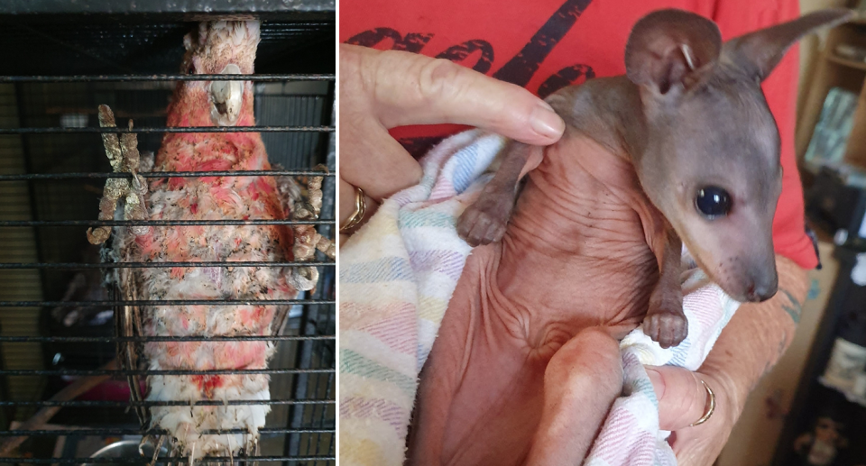 Split screen. Left - a burnt galah in a cage looks to camera. Right - a wallaby joey in a carer's arms. 