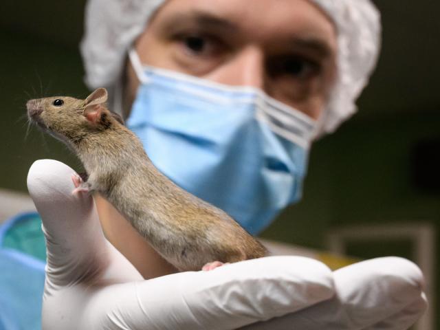 Dangerous diseases found in illegal California medical lab with nearly 1,000 bioengineered mice (independent.co.uk)