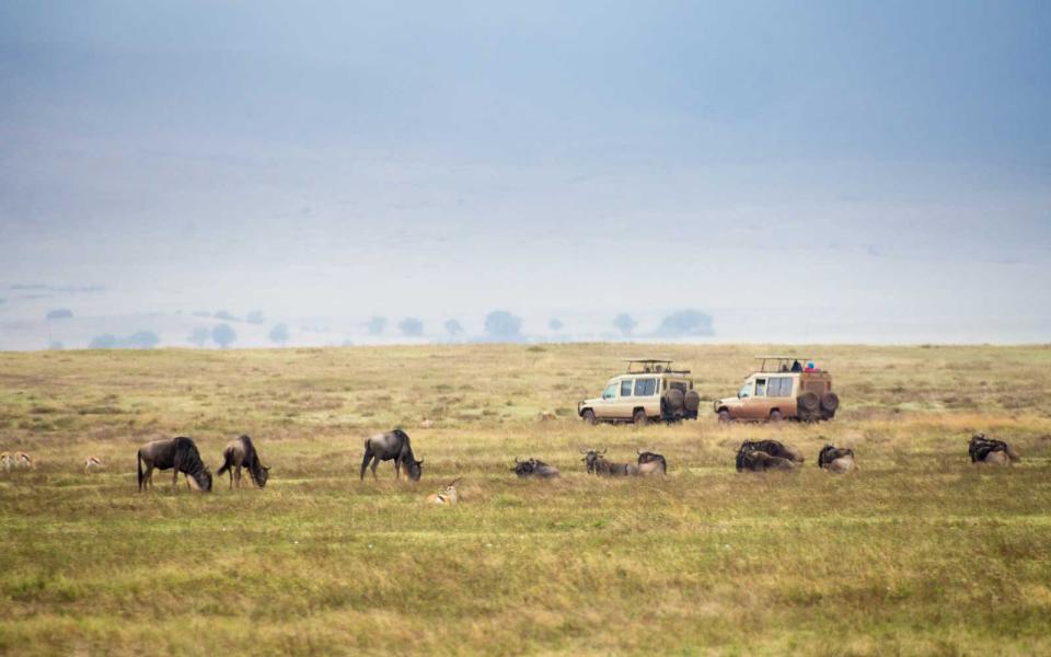 Safari vehicles among wildebeest in Tanzania