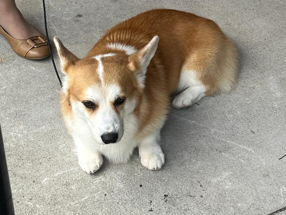 dogs at westminster