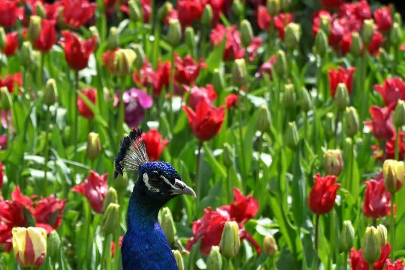 FILE PHOTO: Peacock walks amongst spring blooms in London park