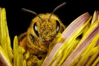 <p><strong>Honey Bee<br><br></strong>What's the buzz? Another state with a honey bee as its state insect. </p>