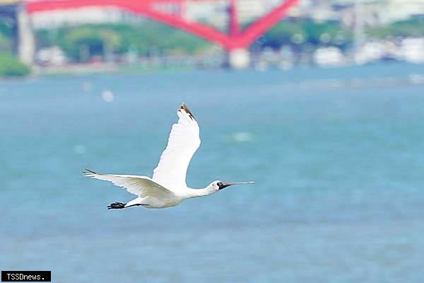 展翅高飛的黑面琵鷺。（圖：新北市政府高灘地工程管理處提供）