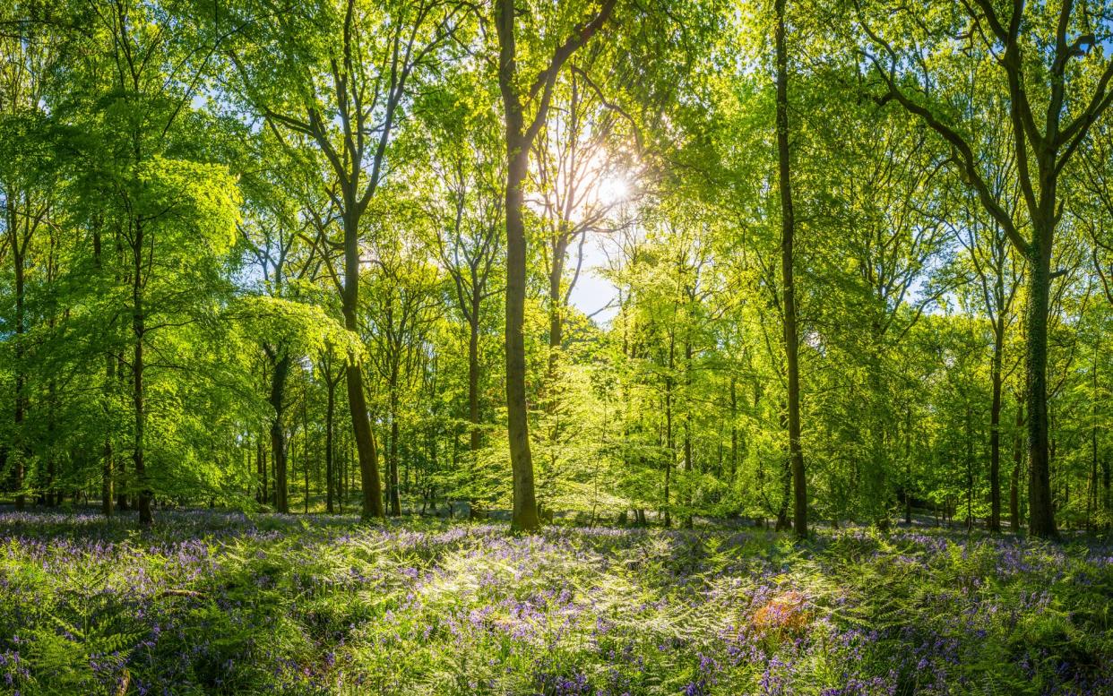 If you come down to the woods today, you're sure of a big surprise... - © William Fawcett fotoVoyager.com