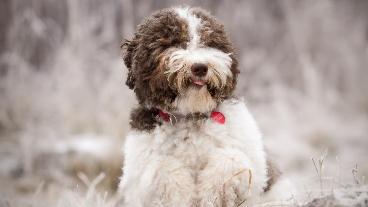 Cute fluffy dog