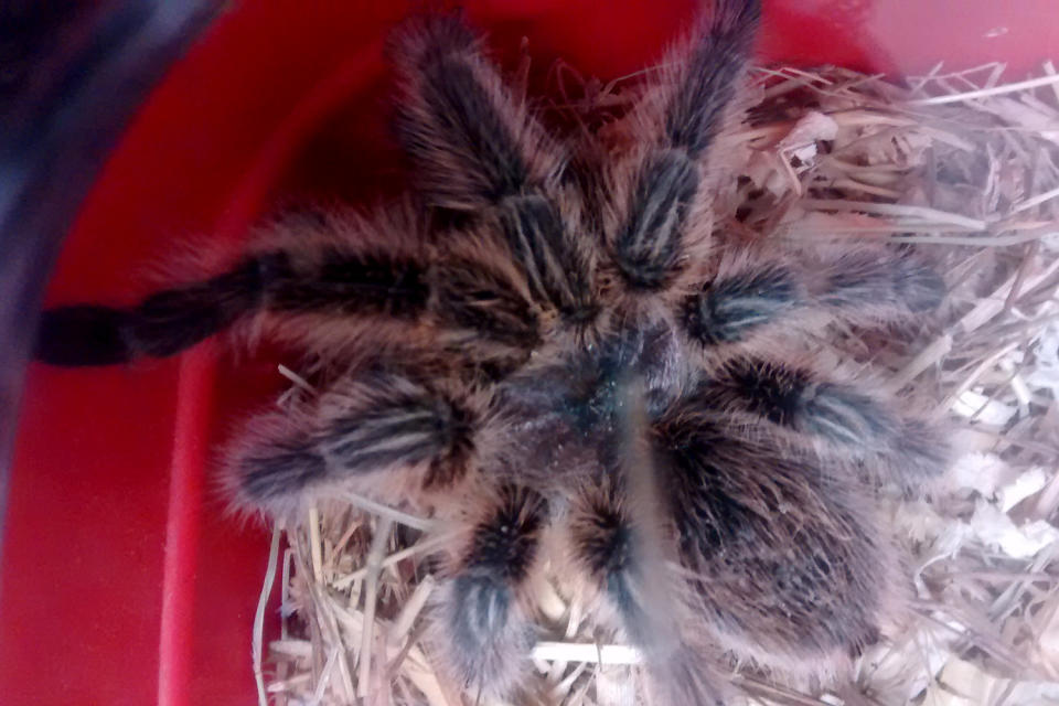 Safe and sound: The Walthamstow tarantula: RSPCA