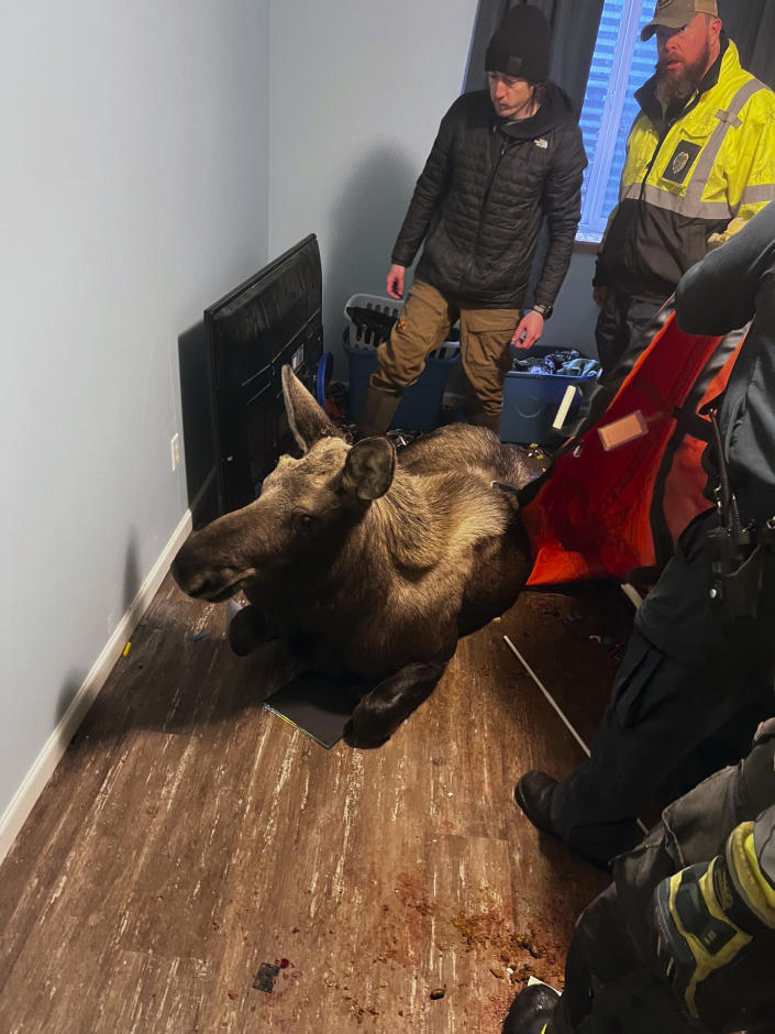 In this image provided by Central Emergency Services for the Kenai Peninsula Borough firefighters from Central Emergency Services with personnel from the Alaska Wildlife Troopers and Alaska Department of Fish and Game help rescue a moose that had fallen through a window well at a home in Soldotna, Alaska, on Sunday, Nov. 20, 2022. The moose was tranquilized and removed from the house on a stretcher, revived and set loose back into the wild. (Capt. Josh Thompson/Central Emergency Services via AP)