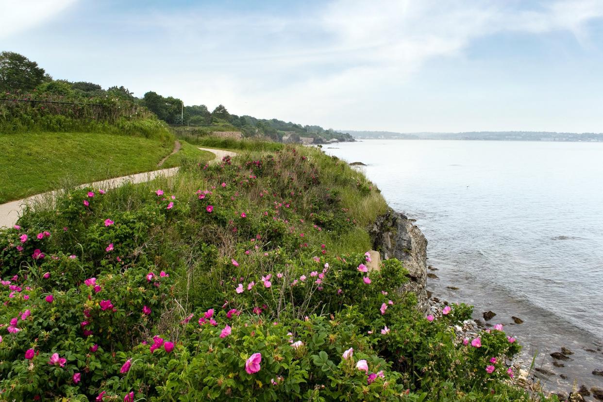 Newport Cliff Walk in Newport, Rhode Island