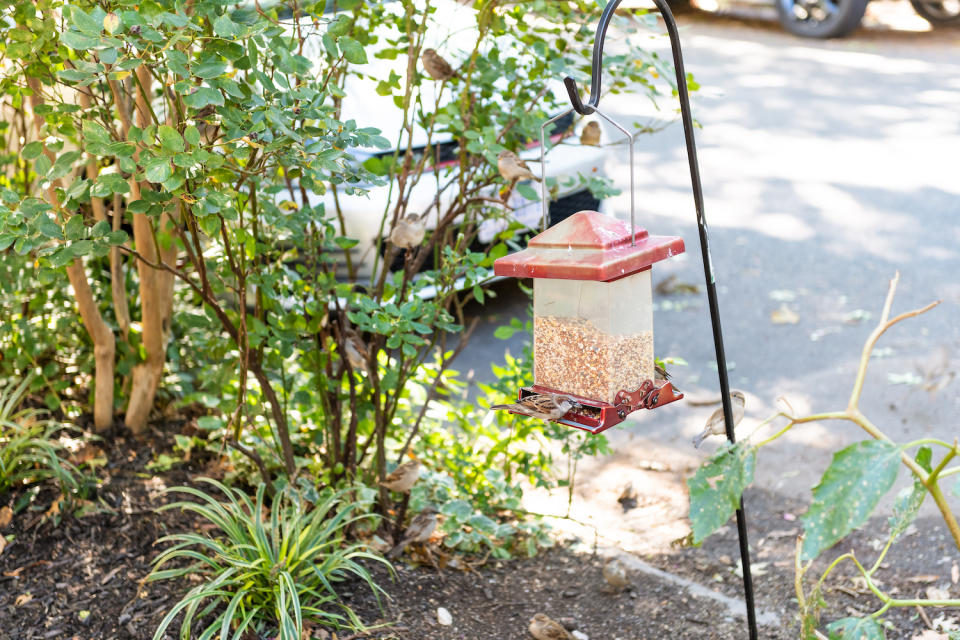 bird feeder on a pole