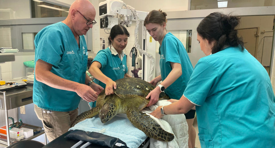 Medical team at Taronga Zoo Hospital helping large sea turtle before operation.