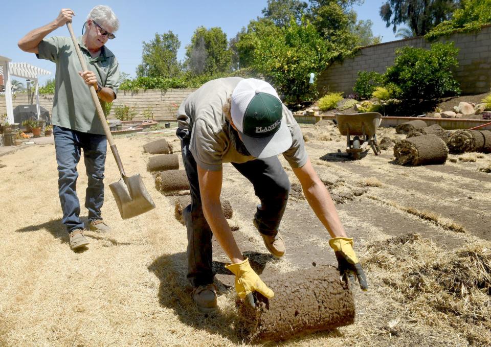 David Snow cuts the lawn as his son, Sam, rolls it up.